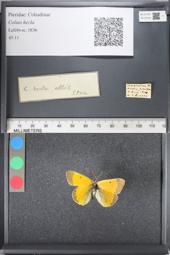Media type: image;   Entomology 124195